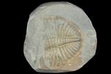 Partial Ogyginus Cordensis - Classic British Trilobite #103116-1